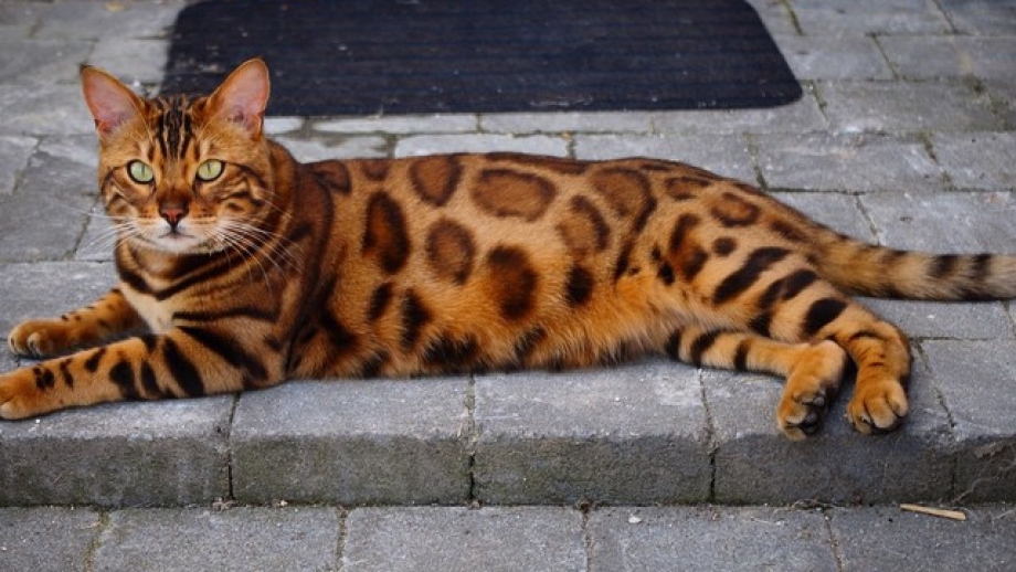 Бенгальская кошка полосатая