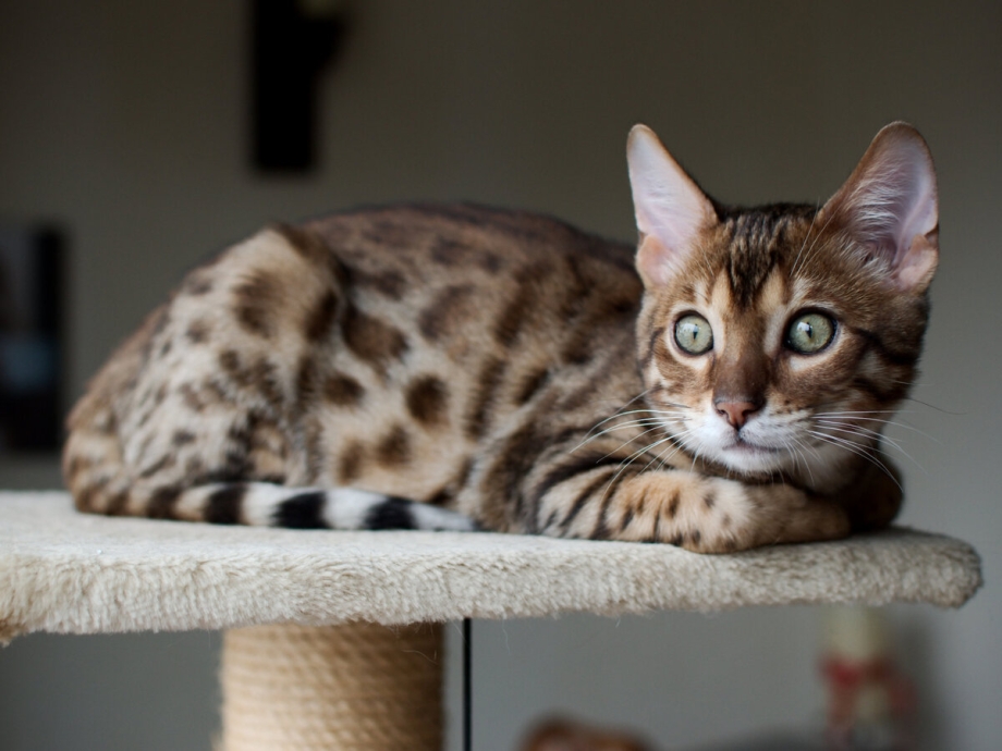 Бенгальские кошки и коты