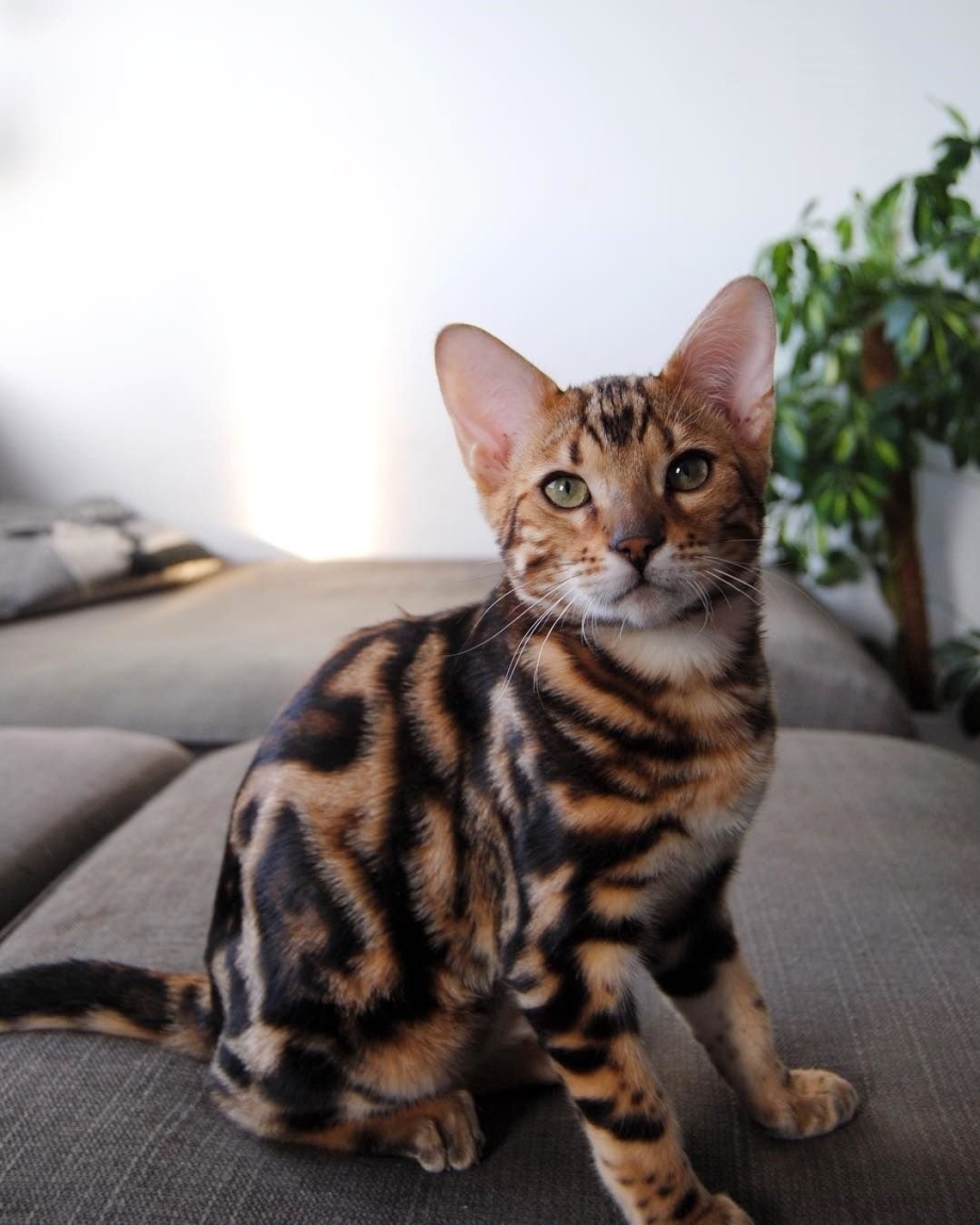 Бенгальский кот котенок