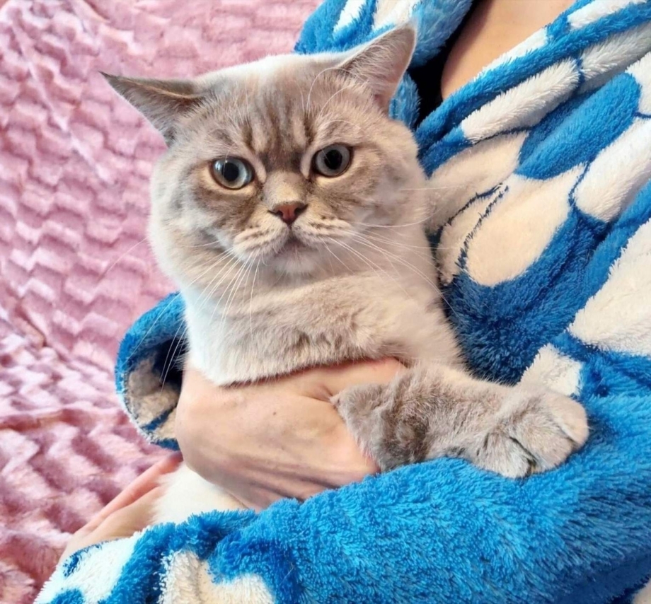 Шотландский скоттиш страйт колор Пойнт