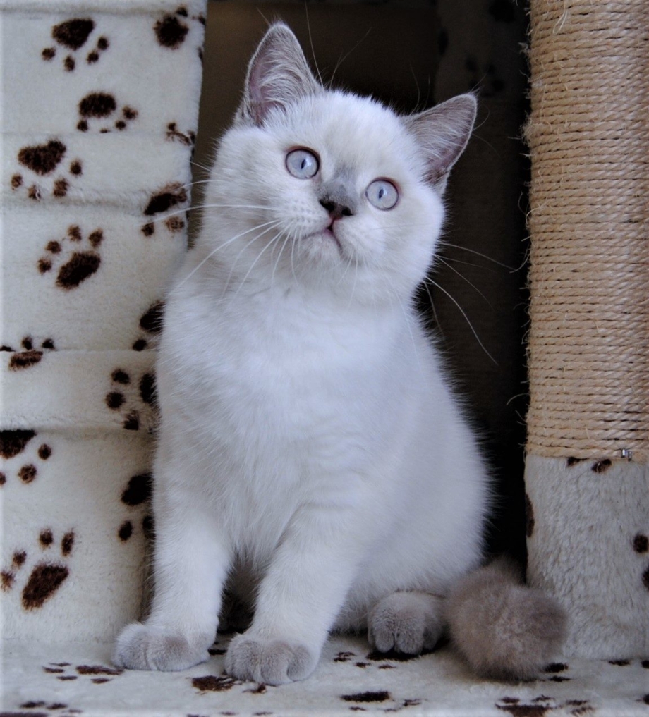 Шотландские котята колор Пойнт