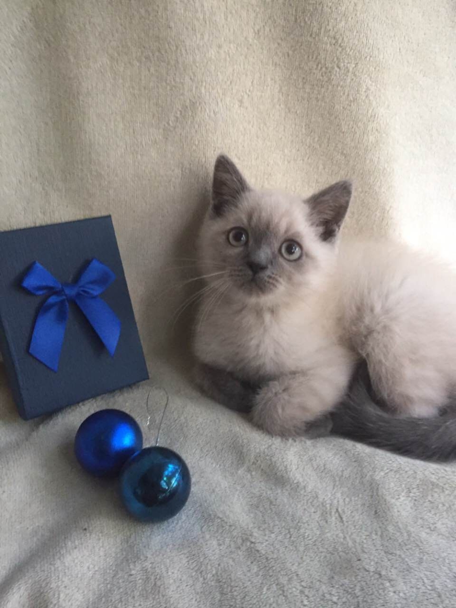 Скоттиш хайлендер блюпоинт