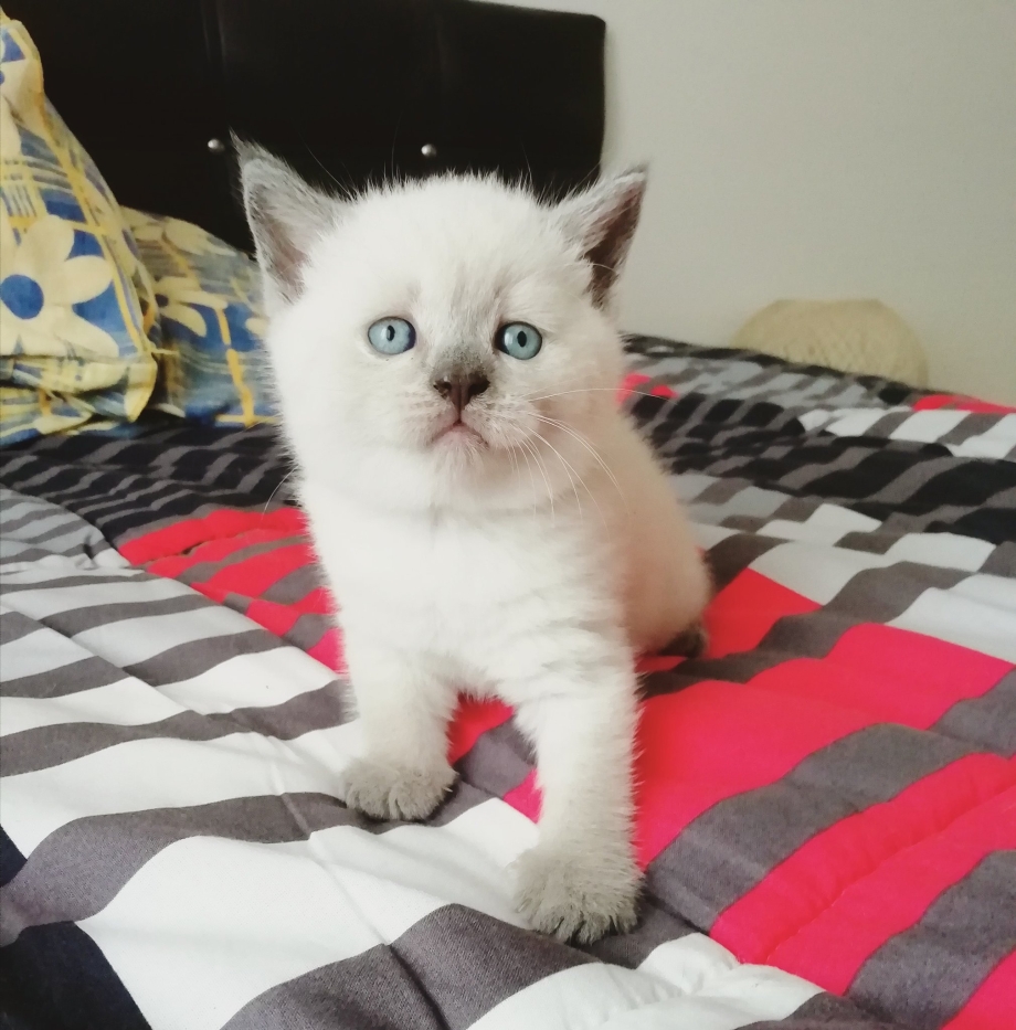 Шотландские длинношерстные котята Блю поинт