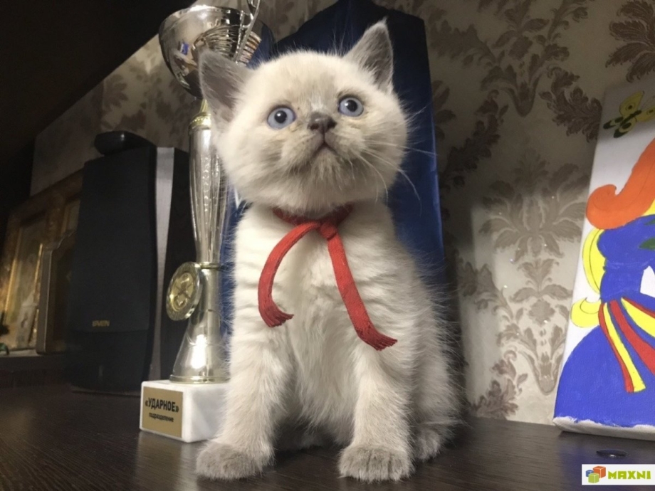Шотландская колор Пойнт прямоухая