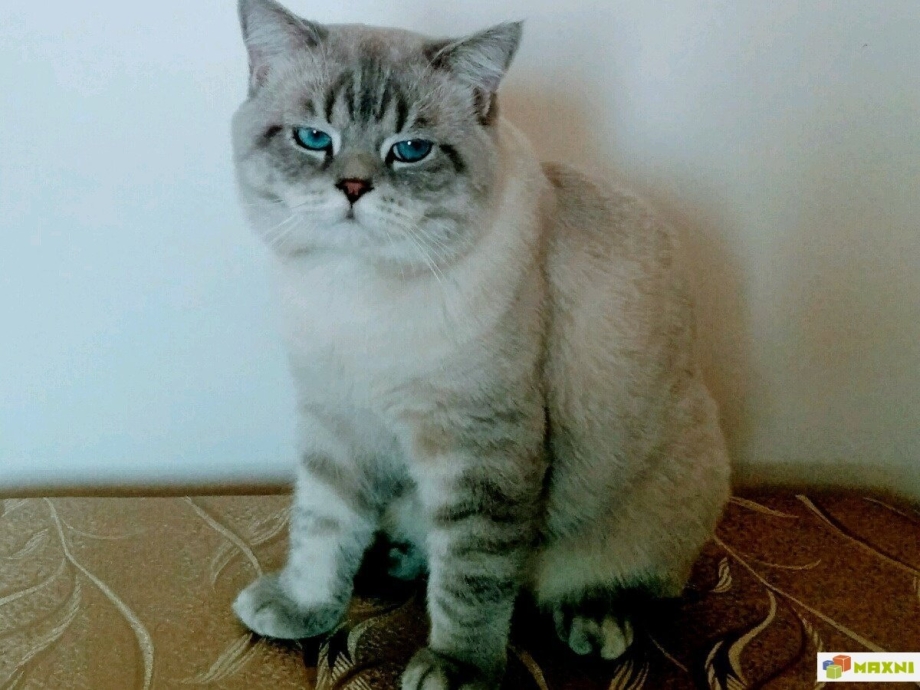 Шотландец страйт колор Пойнт