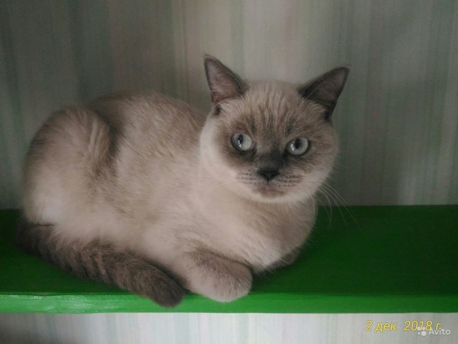 Шотландские коты прямоухие редкий окрас