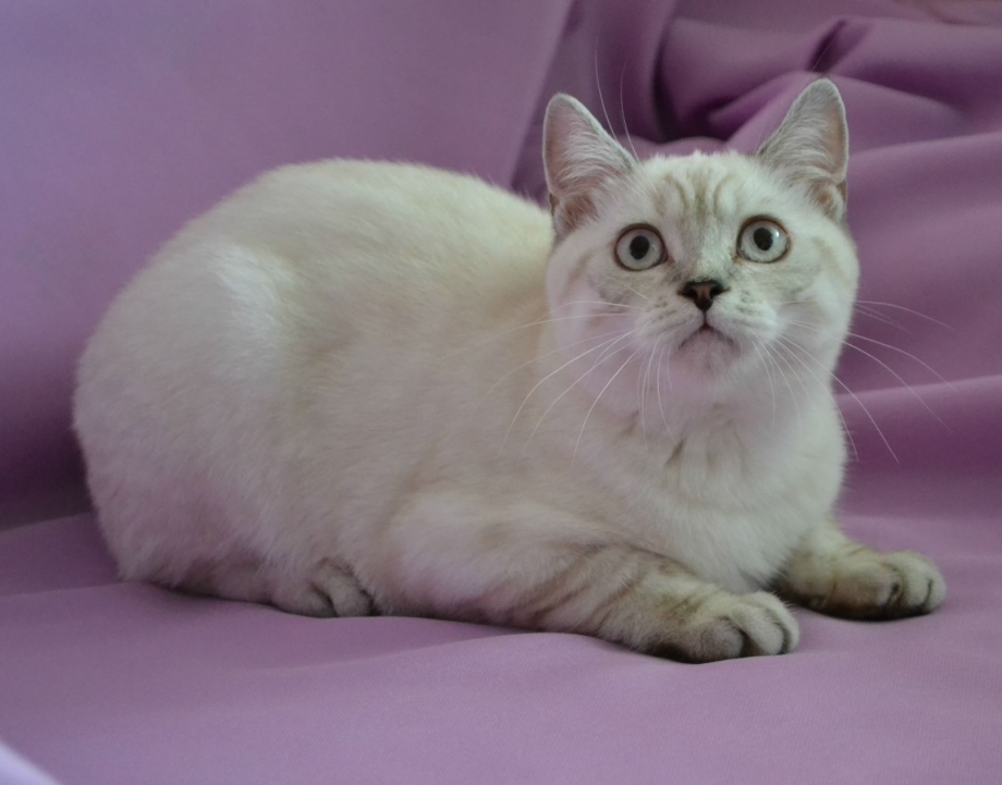 Британский кот колор Пойнт