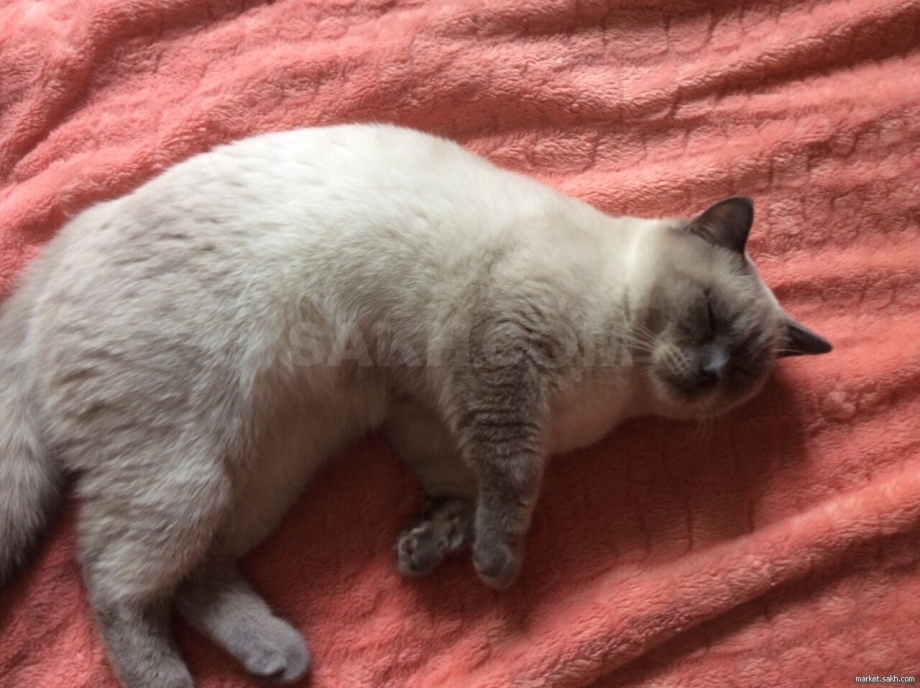 Шотландский прямоухий кот Блю Пойнт