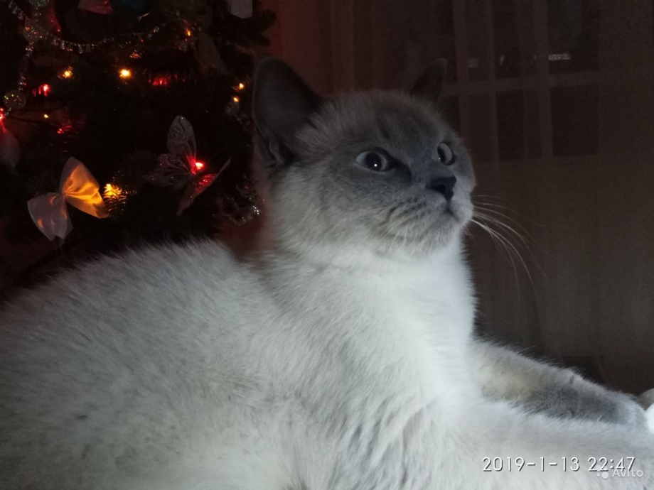 Шотландский кот страйт поинт Блю