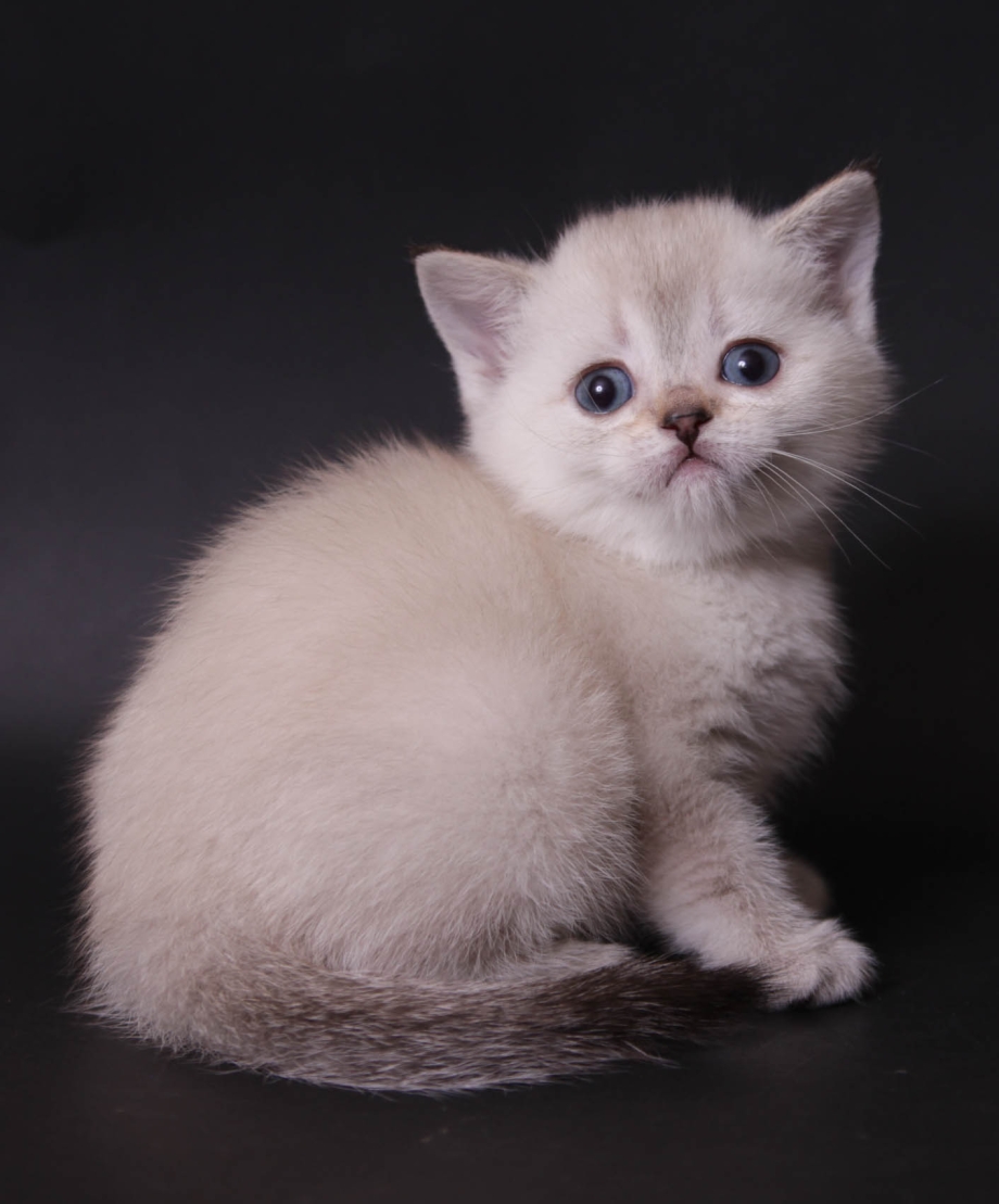 Блю поинт шотландский вислоухий котенок