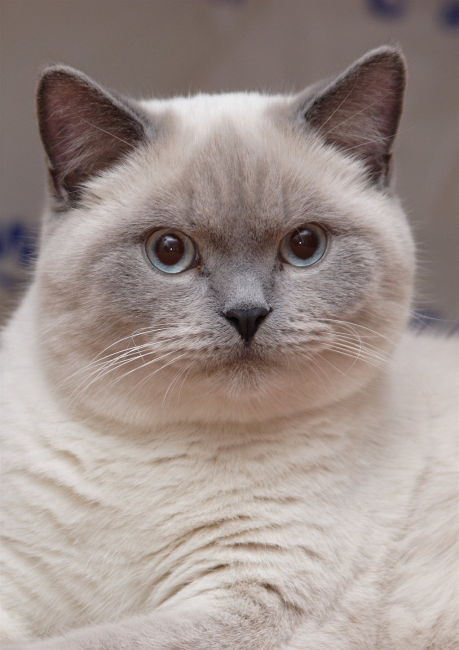 Кот мальчик скоттиш страйт
