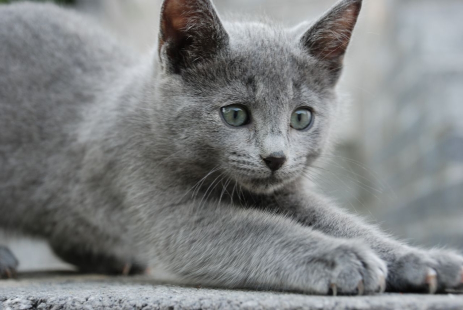 Русская голубая дымчатая кошка