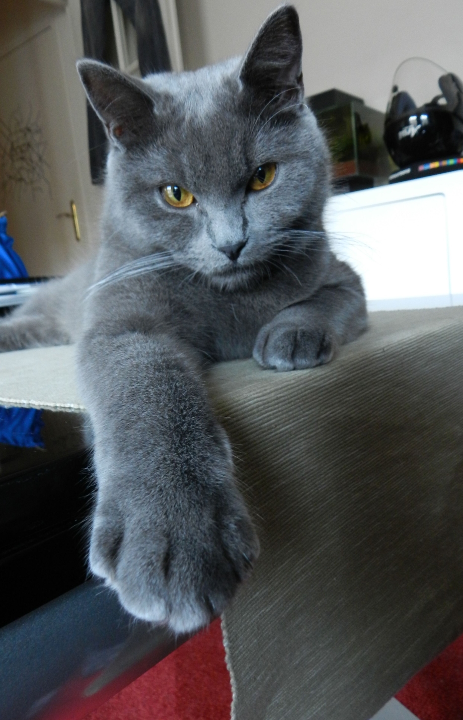 Кот Сибирский гладкошерстный дымчатый