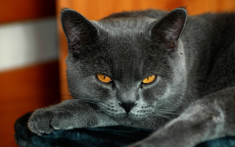 Британская кошка короткошерстная серая