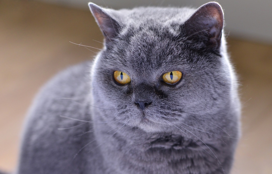 Британский дымчатый КОТКОТ