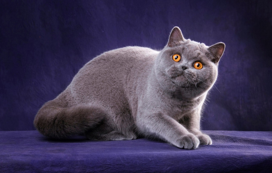 Кот британец