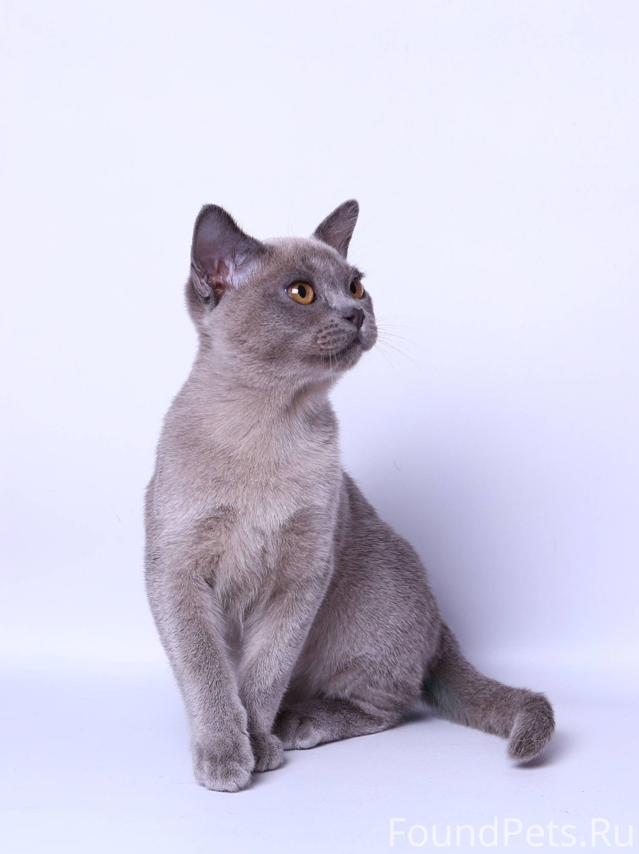 Невская голубая кошка короткошерстная