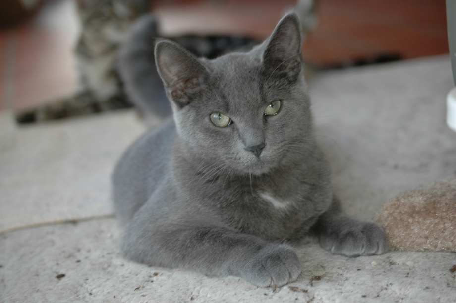 Серый гладкий кот