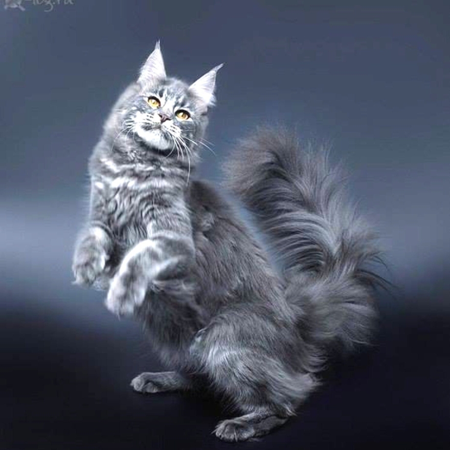 Мейн кун серый котенок