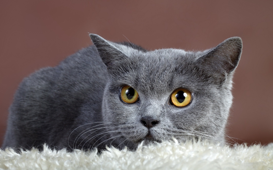 Кот британец серый