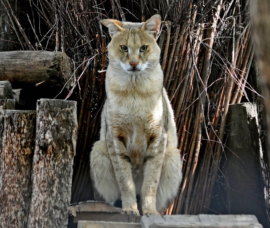 Камышовый кот (Хаус) (Felis Chaus)