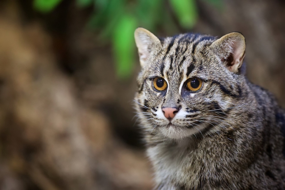 Камышовый кот Felis Chaus