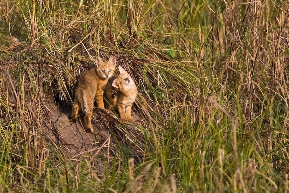 Виверровый кот