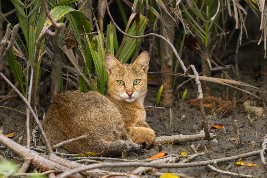 Камышовый кот (Хаус) (Felis Chaus)