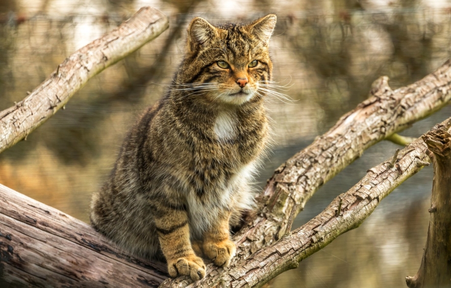 Кавказский камышовый кот Felis Chaus Chaus