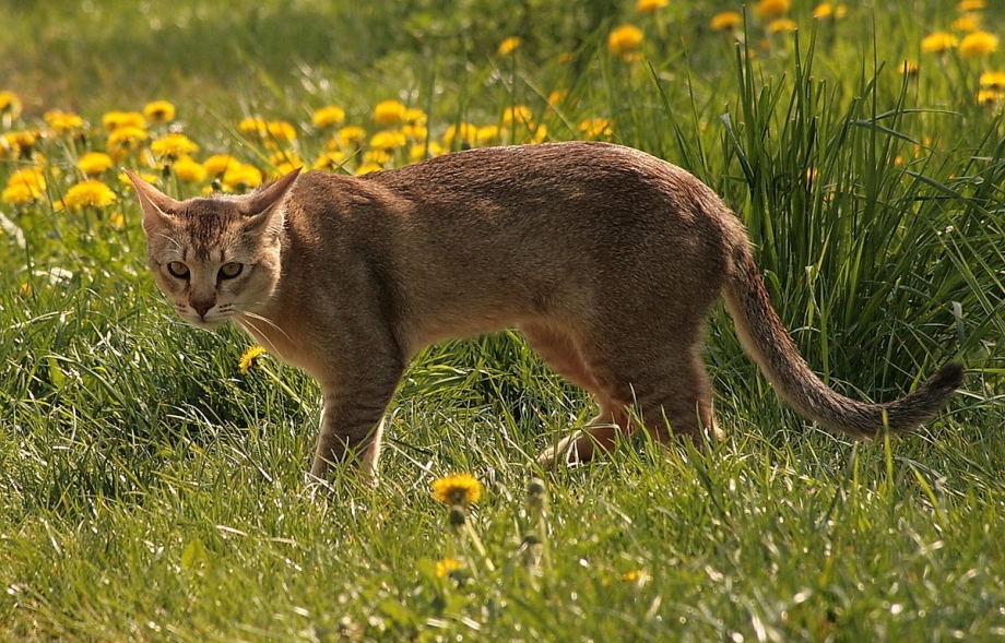 Камышовый кот (Хаус) (Felis Chaus)