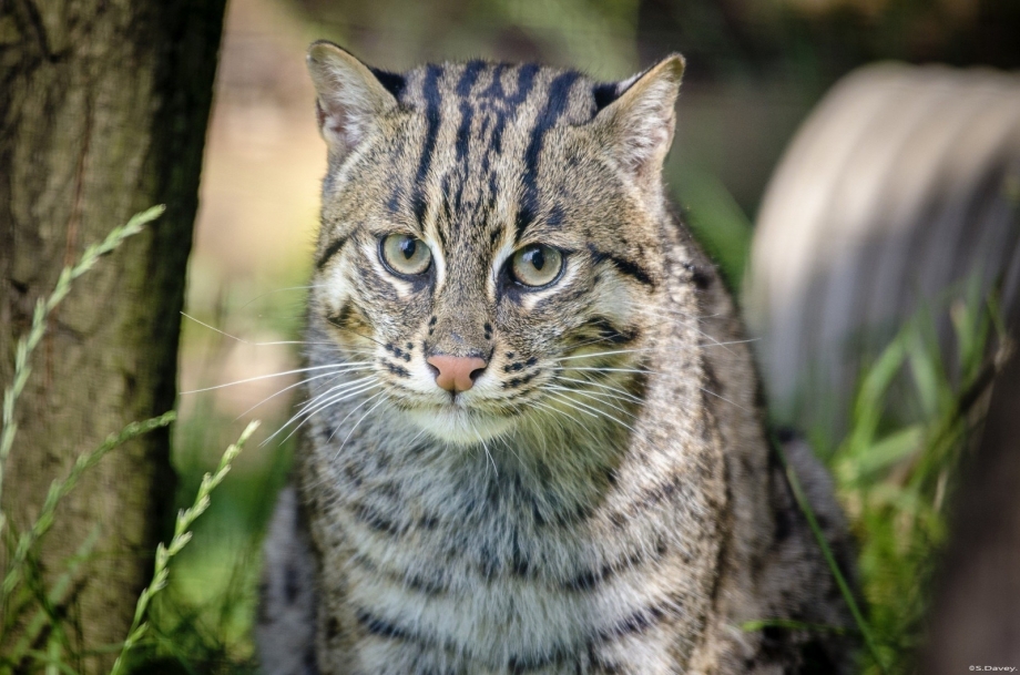 Шотландская Лесная кошка