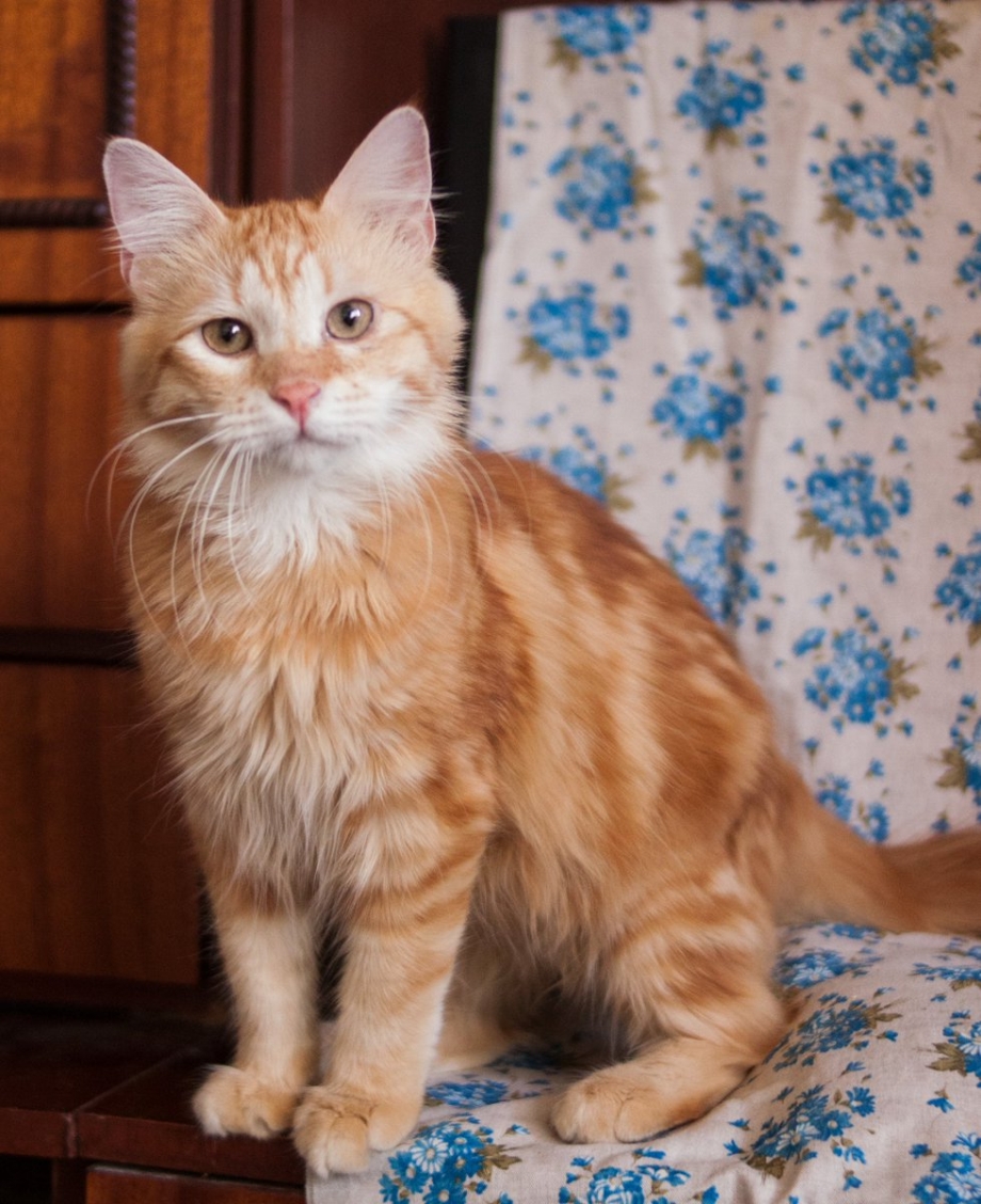 Сибирский кот красный мрамор