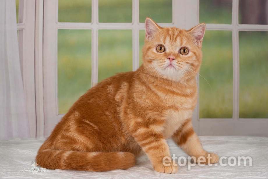 Шотландская кошка рыжая прямоухая