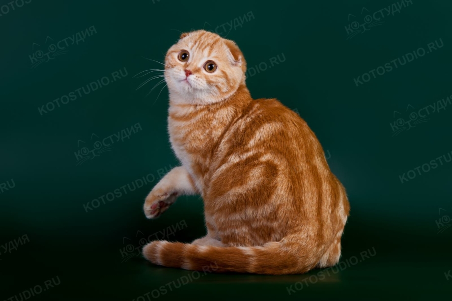Скоттиш фолд красный мрамор