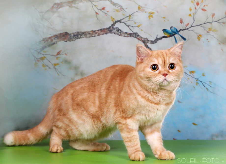 Скоттиш страйт рыжий