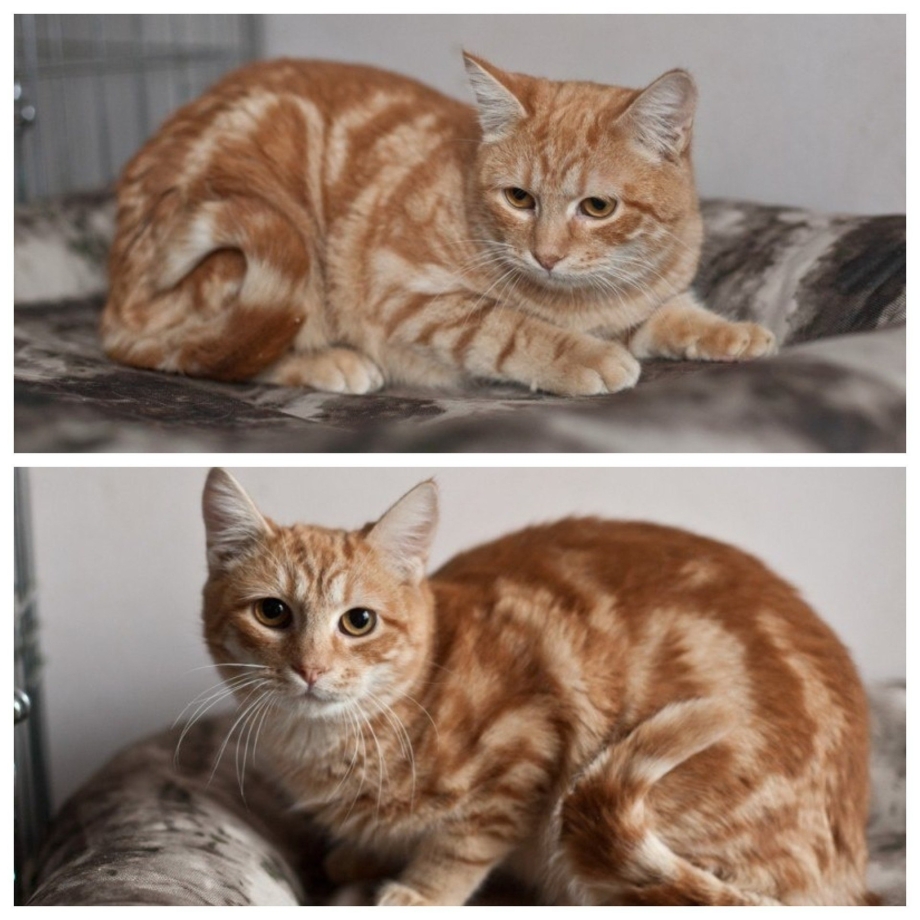Кошка красный мрамор