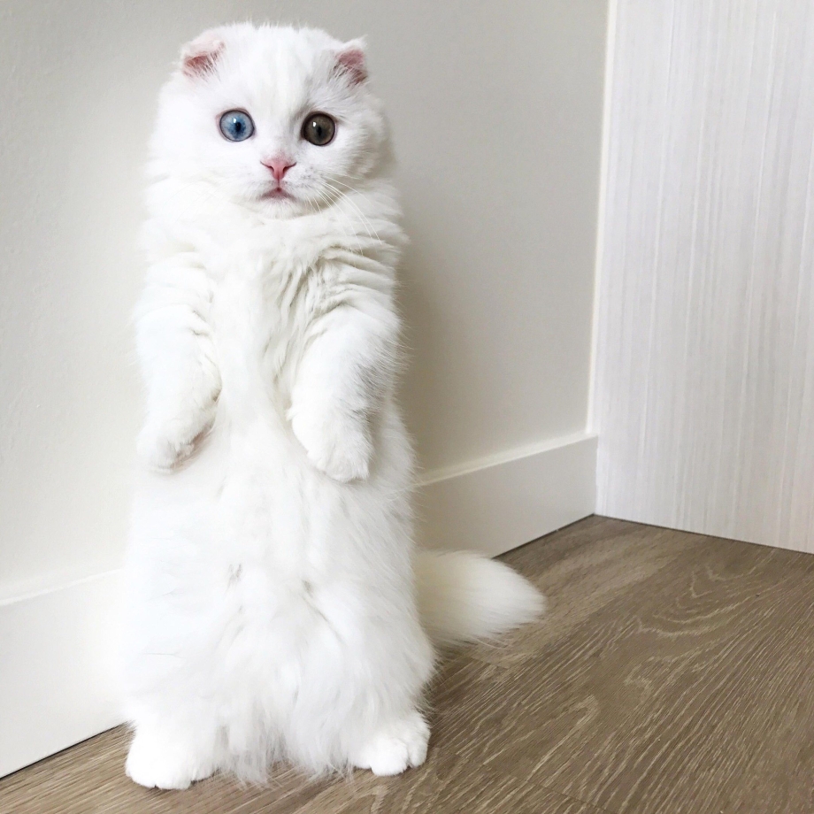 Манчкин кот белый