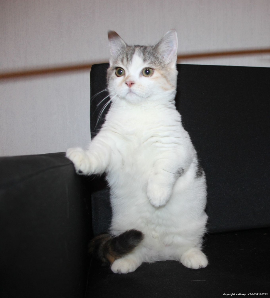 Манчкин Лонг