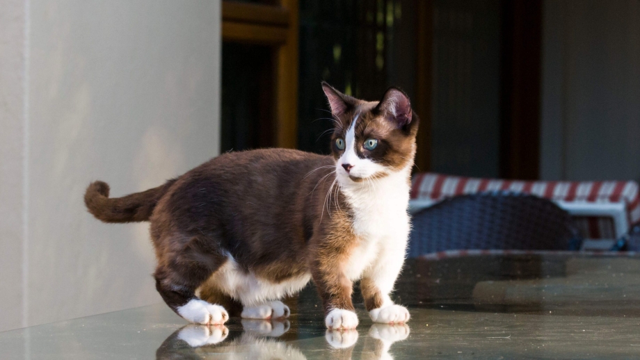 Манчкин кот