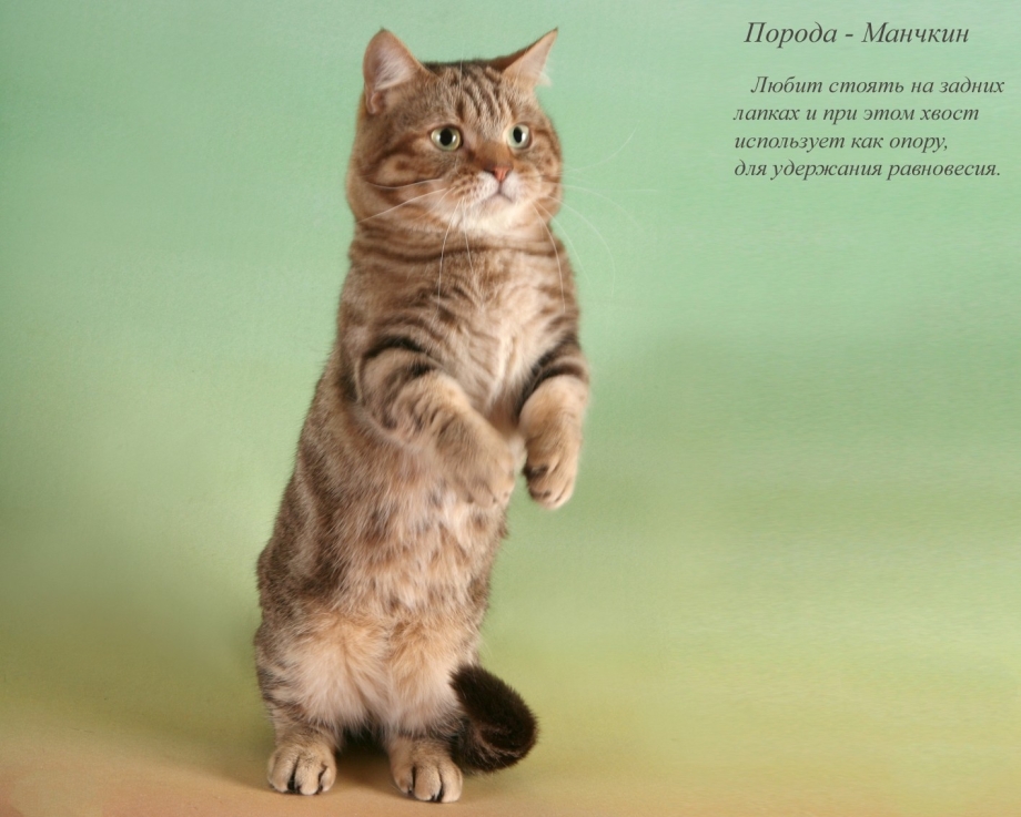Манчкин на задних лапах