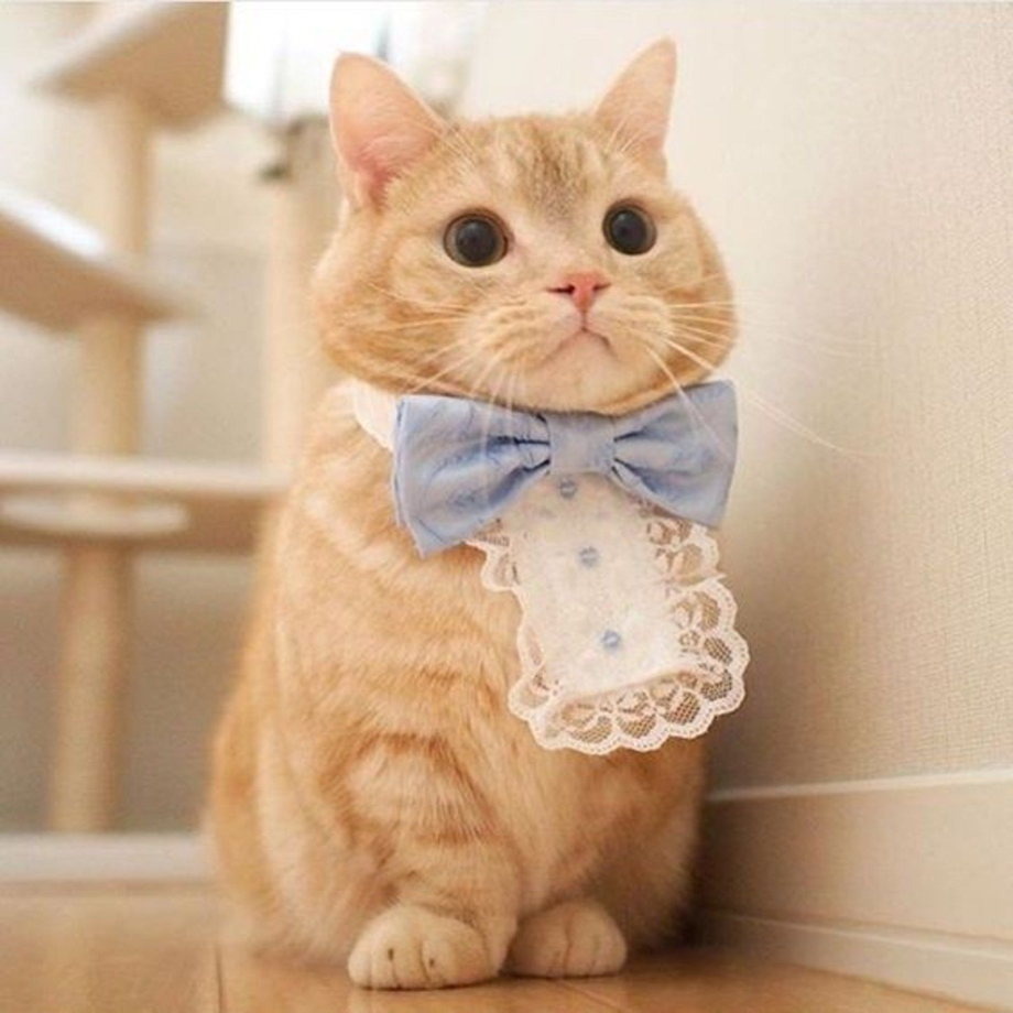 Милые котики коротколапые