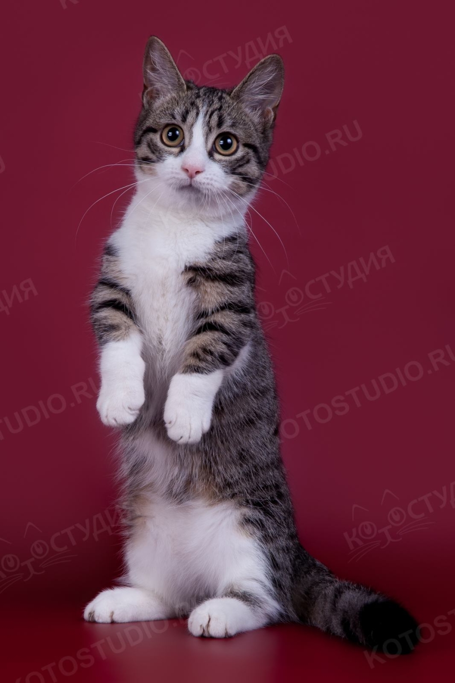 Манчкин кошка