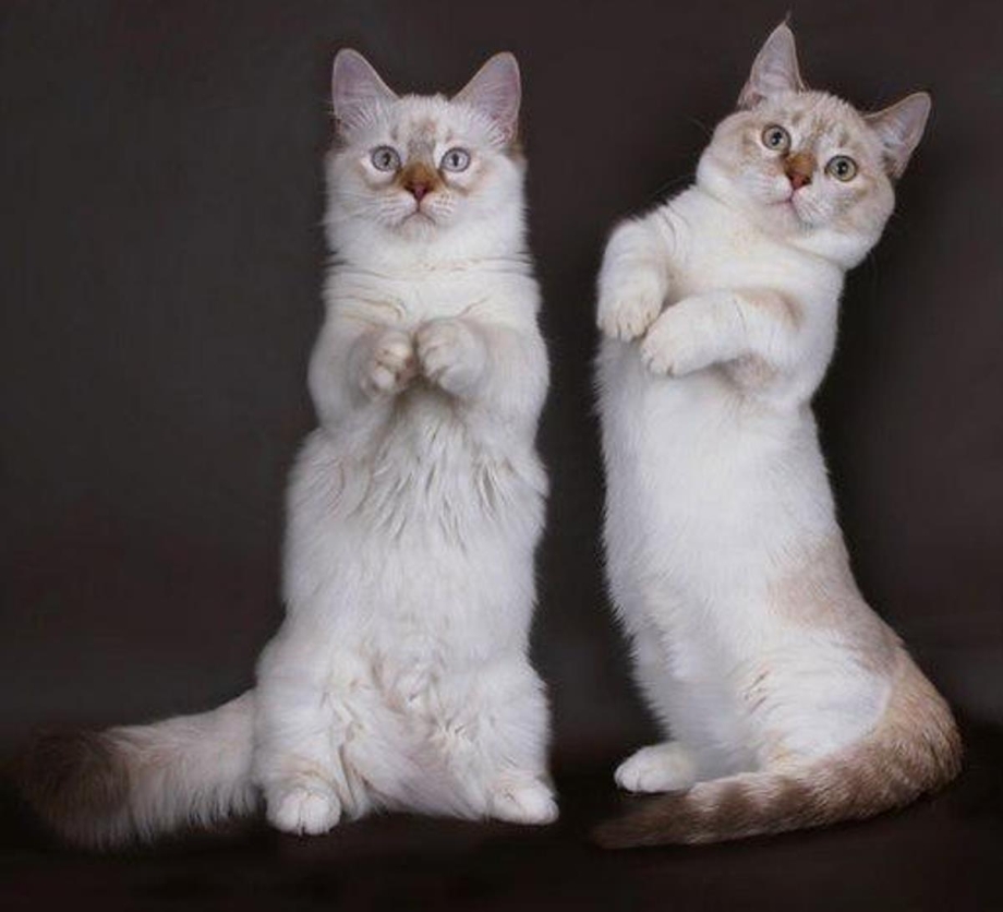 Манчкин кот