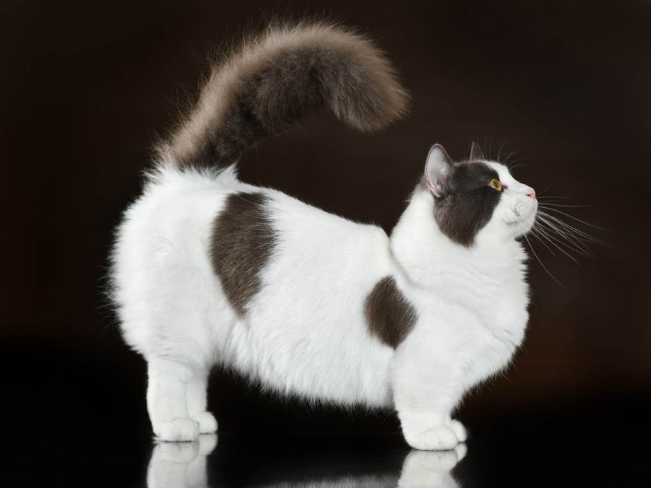 Манчкин кошка