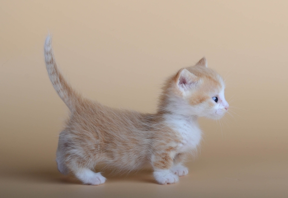 Котята породы Манчкин