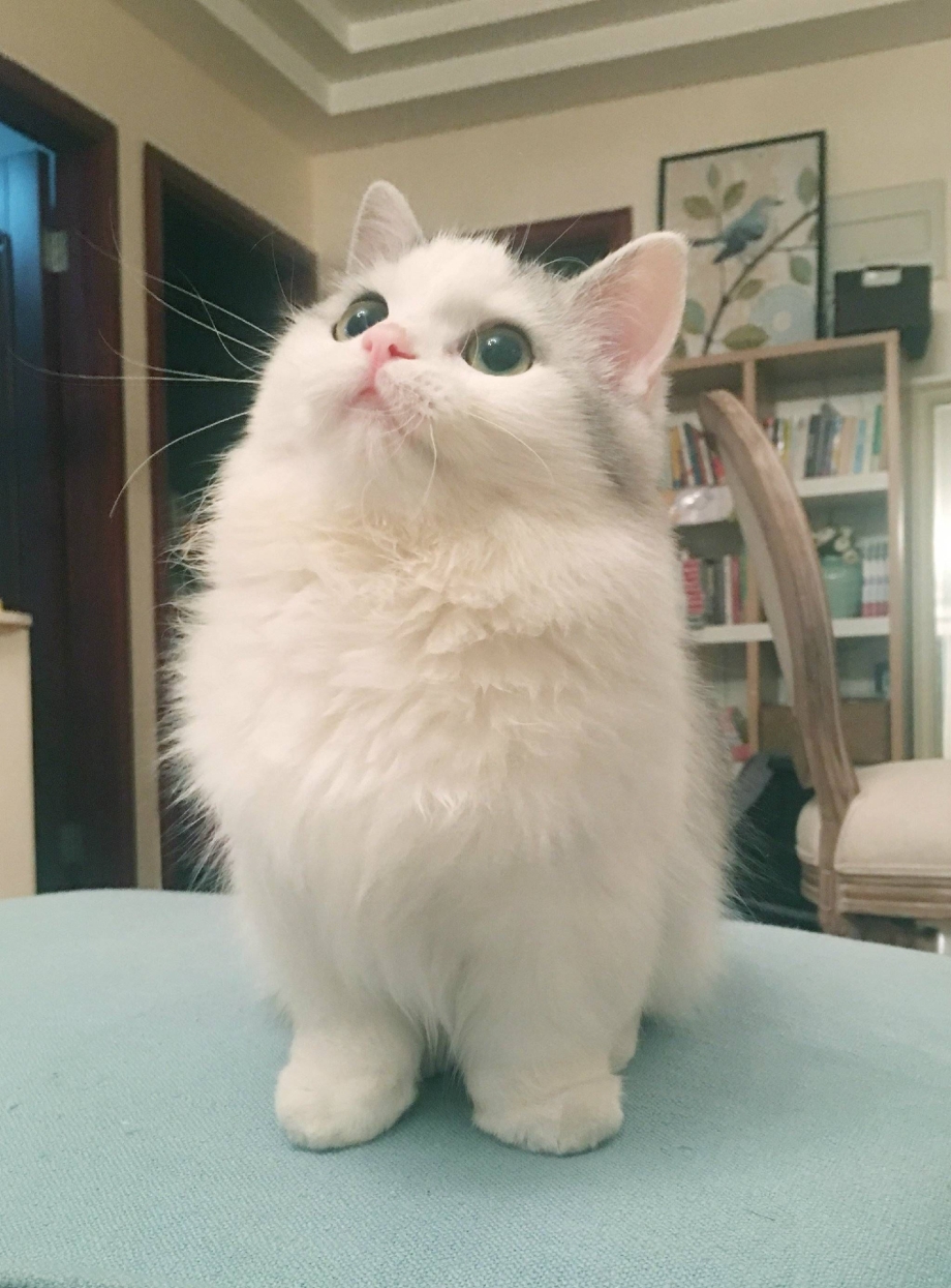Манчкин кот
