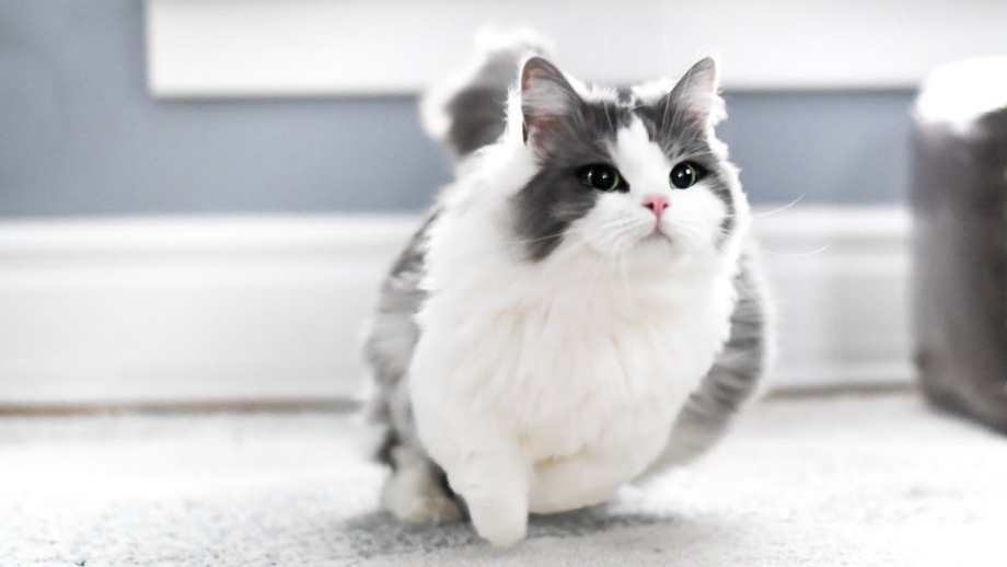 Манчкин Rug Hugger