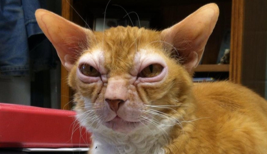 Страшный рыжий кот