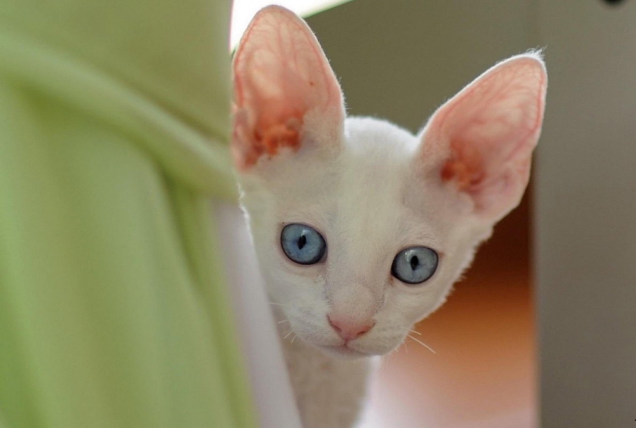 Котята с большими ушами