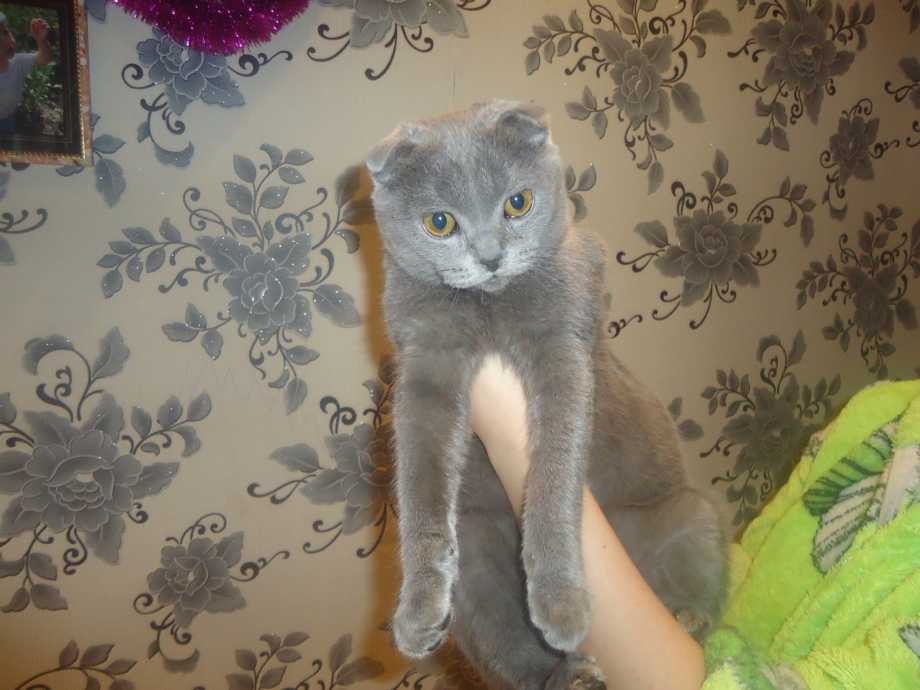 Британский вислоухий кот